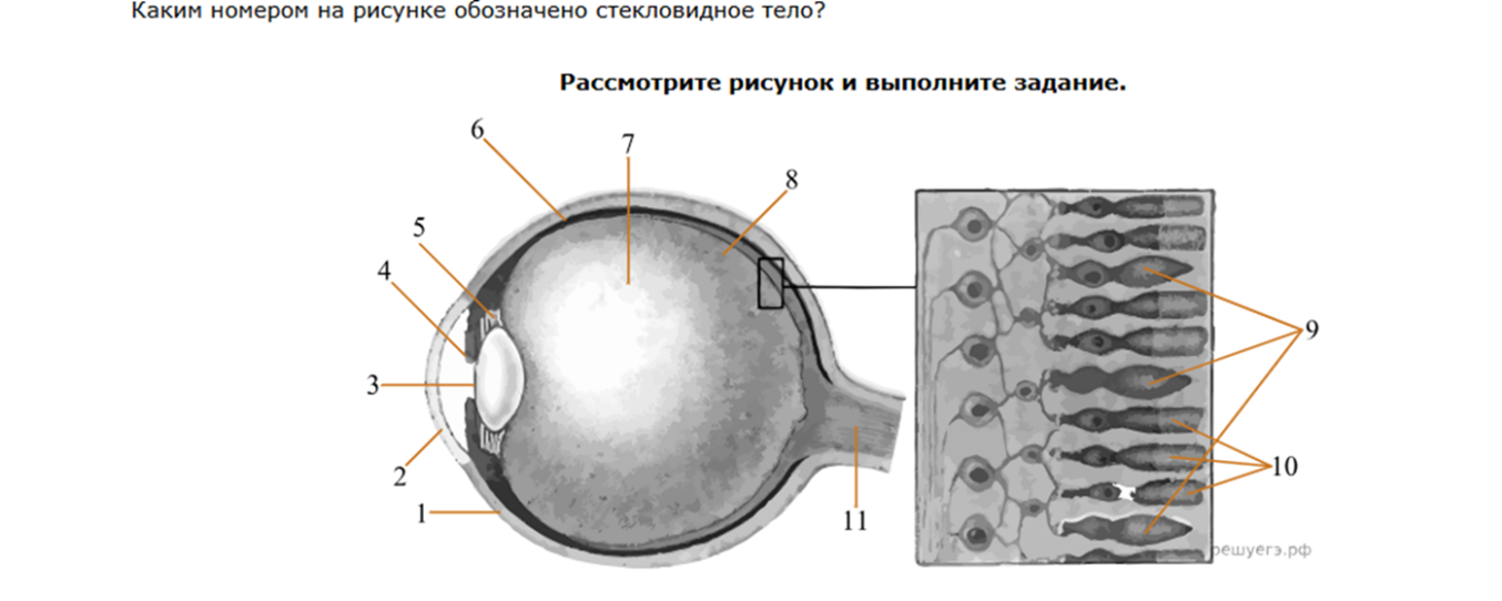 Задание 13-16 Биология ЕГЭ