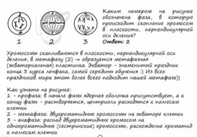 Задание 5-6 по Биологии ЕГЭ