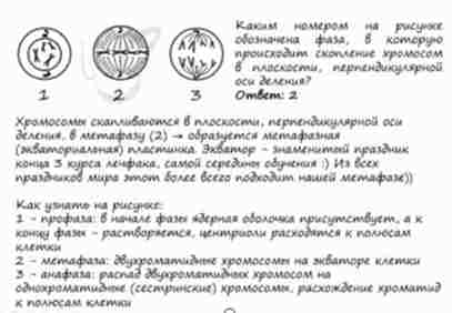 Задание 5-6 по Биологии ЕГЭ
