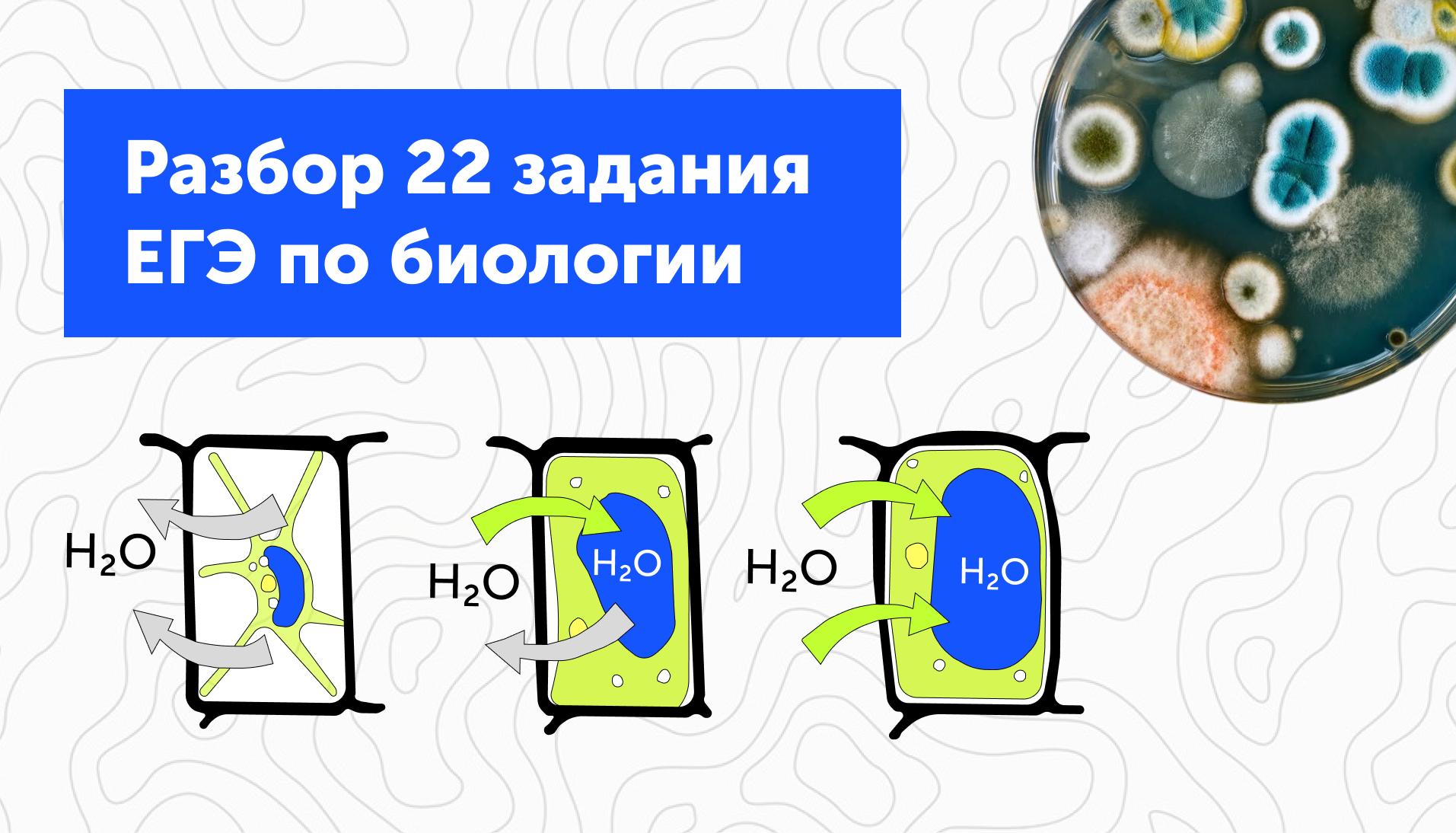 Разбор 22 задания ЕГЭ по биологии