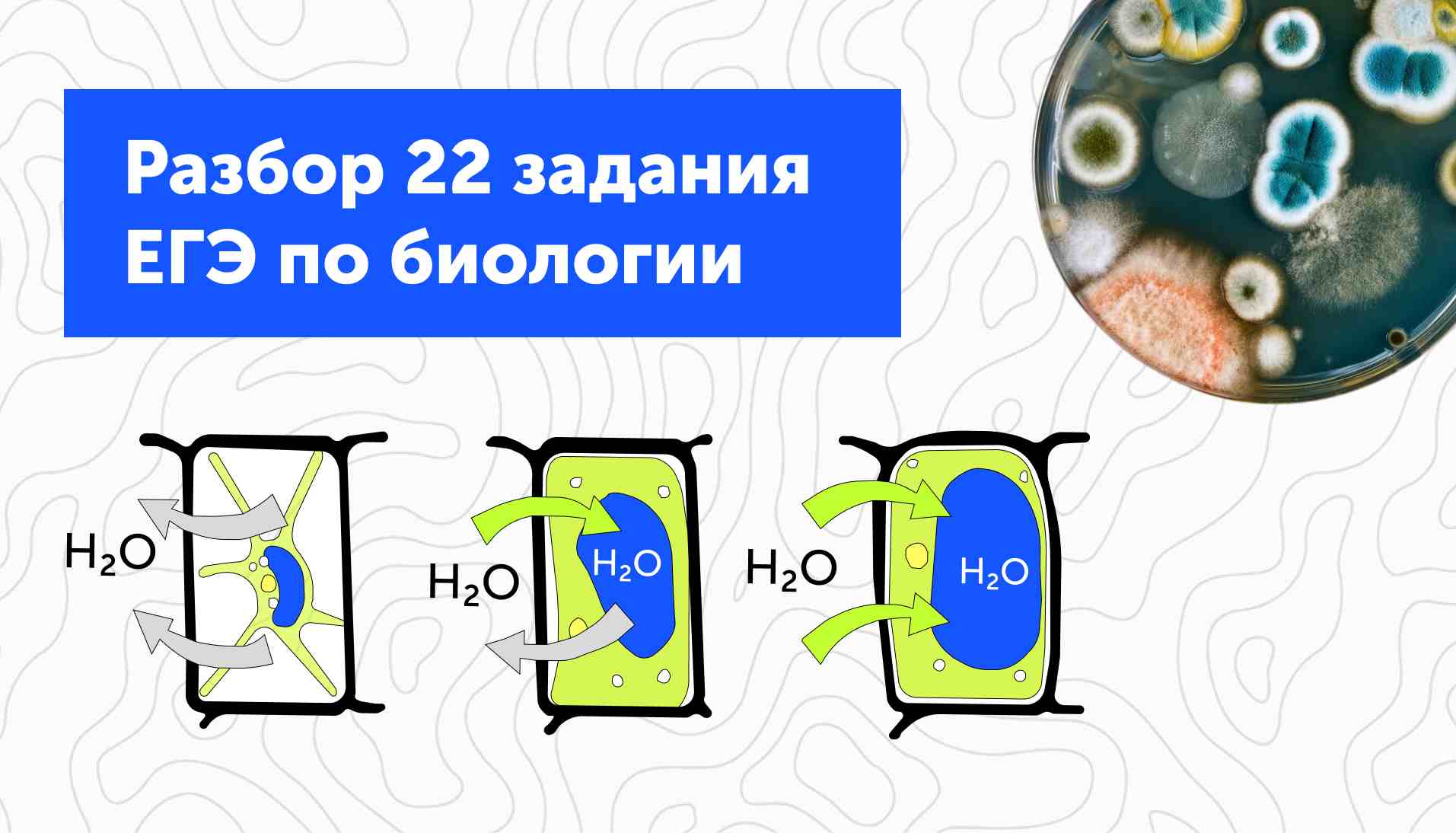 Разбор 22 задания ЕГЭ по биологии