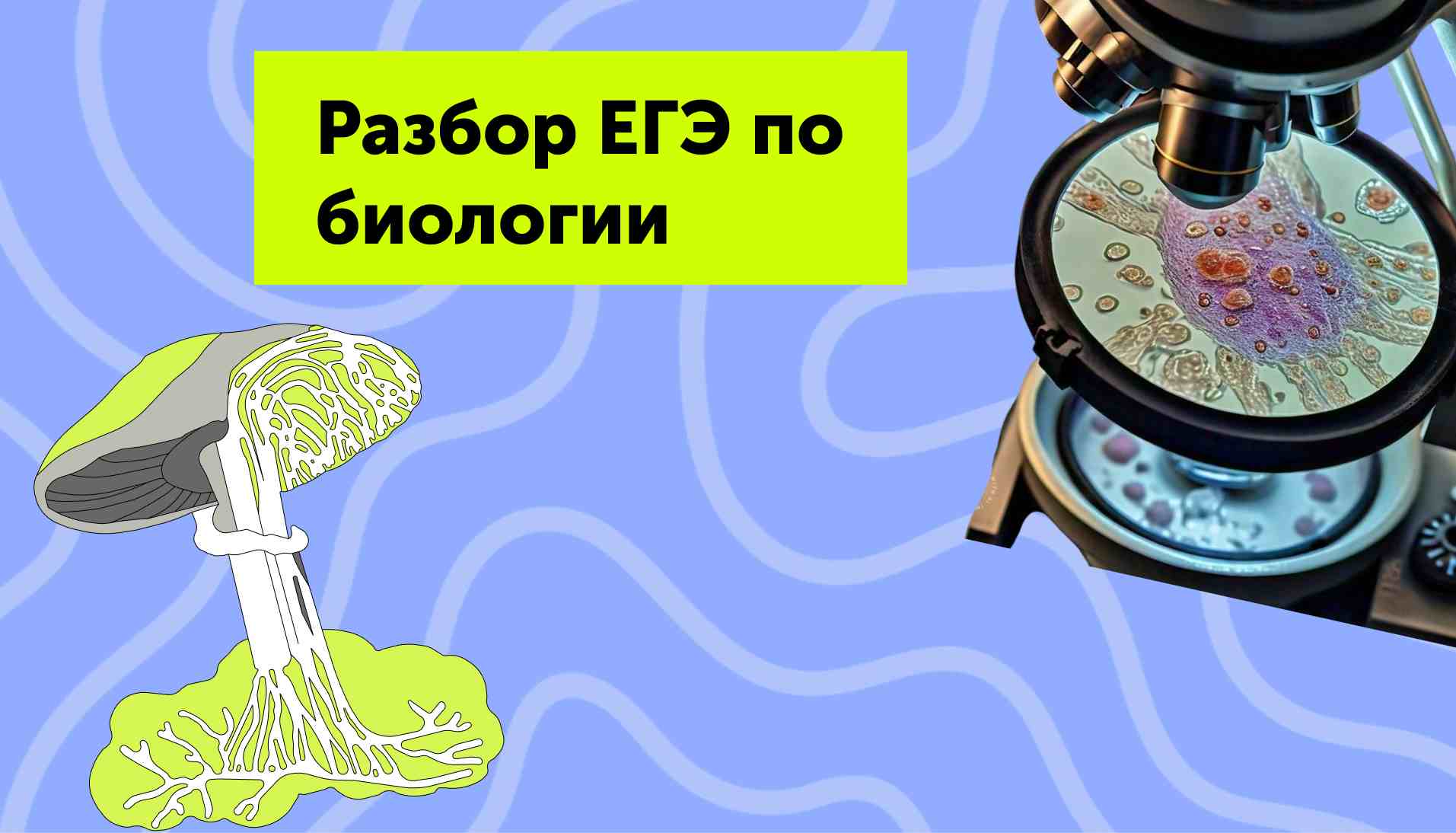 Разбор ЕГЭ по биологии