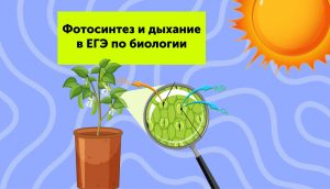 Фотосинтез и дыхание в ЕГЭ по биологии