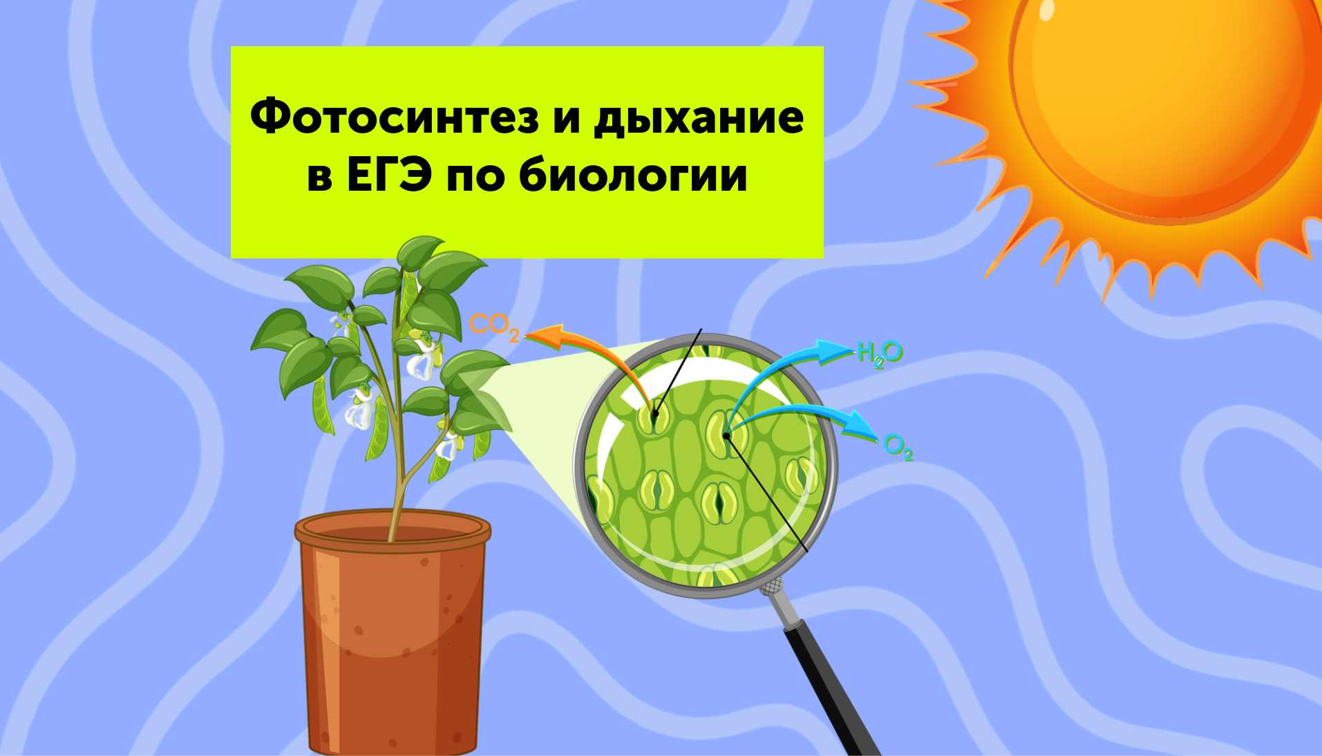 Фотосинтез и дыхание в ЕГЭ по биологии