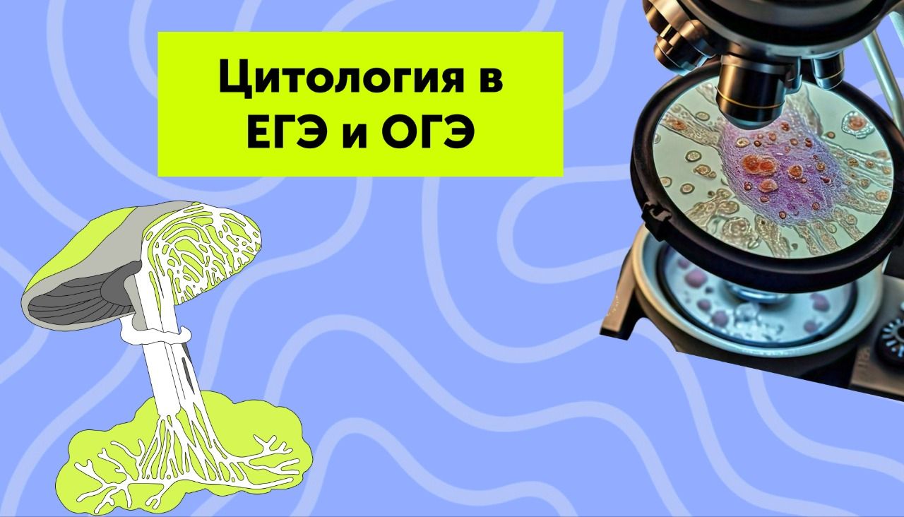 Цитология в ЕГЭ и ОГЭ: список всех клеточных органелл и их функций для задания с рисунком